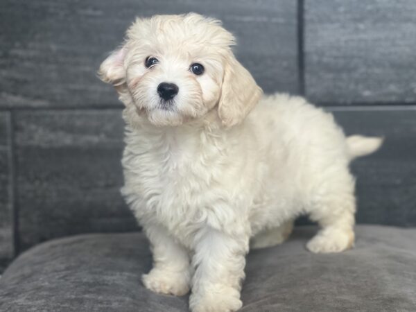 [#25348-02]  - F Moxie Puppies for Sale