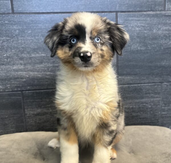 [#251667-06]  - Blue Merle F Miniature Australian Shepherd Puppies for Sale