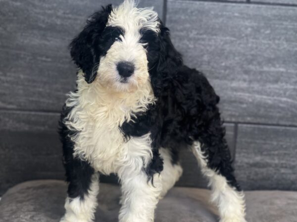 [#251804-06]  - Black / White F Sheepadoodle Puppies for Sale