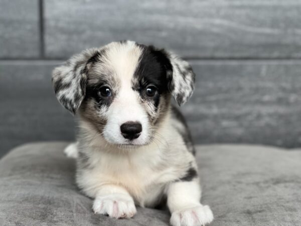 [#251853-02]  - Blue Merle F Cardigan Welsh Corgi Puppies for Sale