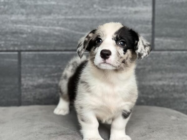 Image #2