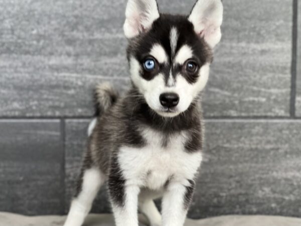 [#251515-02]  - Black / Silver M Alaskan Klee Kai Puppies for Sale
