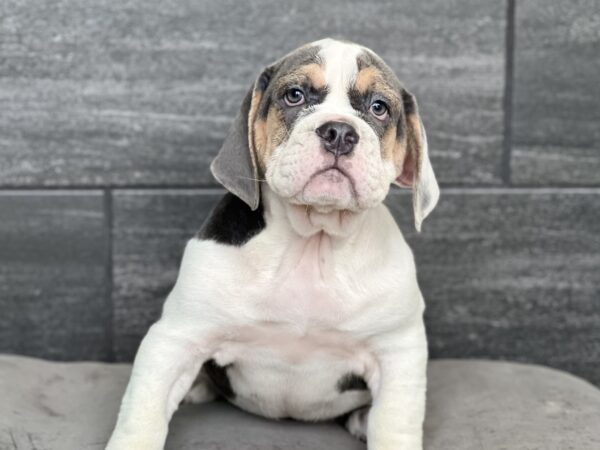 [#251509-01]  - Blue White / Tan M Beabull 2nd Gen Puppies for Sale