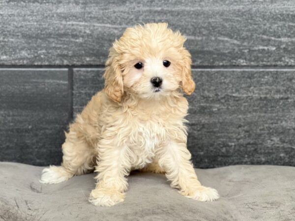 [#251139-07]  - Light Red F ShihPoo Puppies for Sale