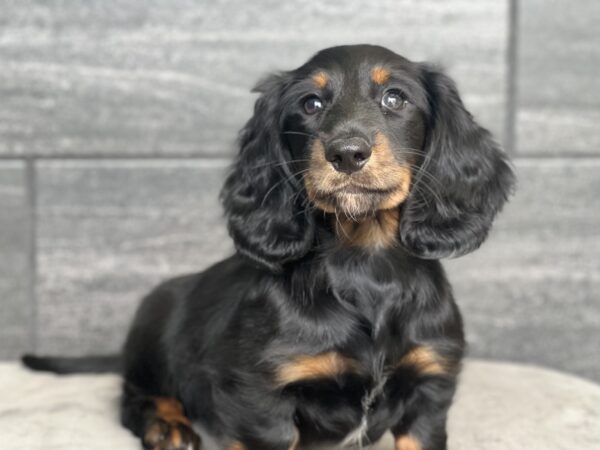 [#251767-01]  - Black / Tan M Dachshund Puppies for Sale