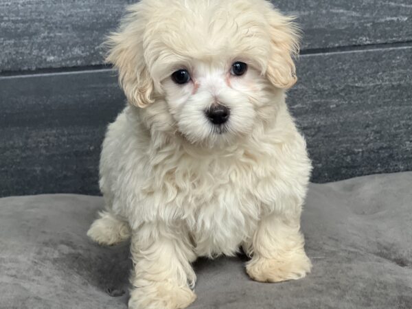 [#252055-03]  - White F Maltipoo Puppies for Sale