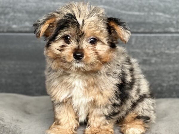 [#M07094]  - Blue M Porkie Puppies for Sale