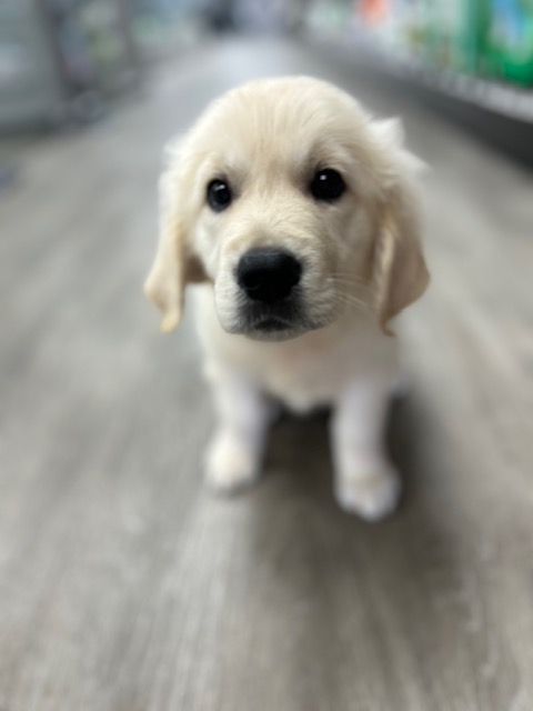 [#251734-05]  - Cream F Golden Retriever Puppies for Sale