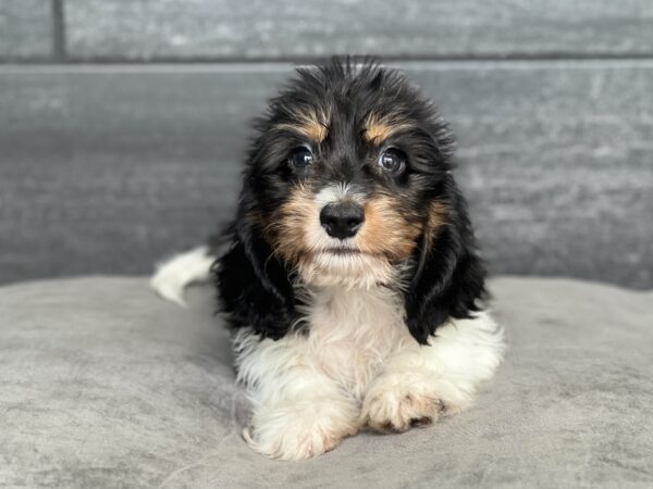 [#25540-03]  - Black White / Tan M Dachshund Puppies for Sale