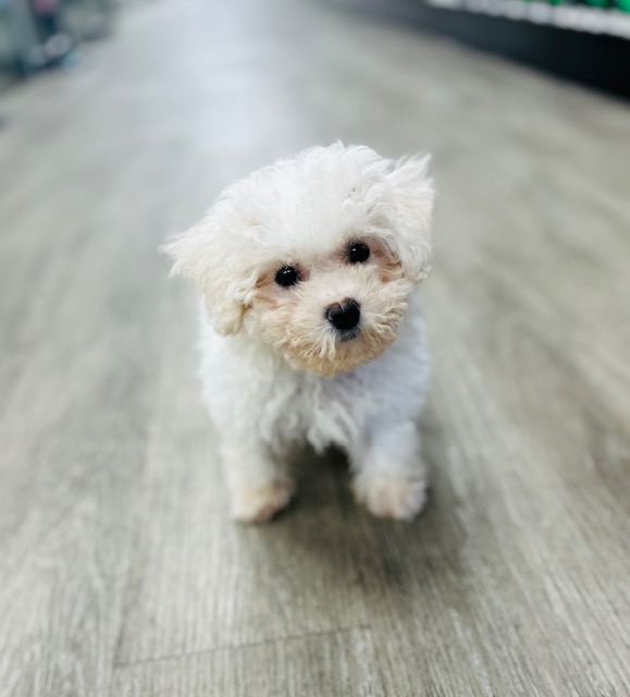 [#251586-07]  - White F Bichon Frise Puppies for Sale