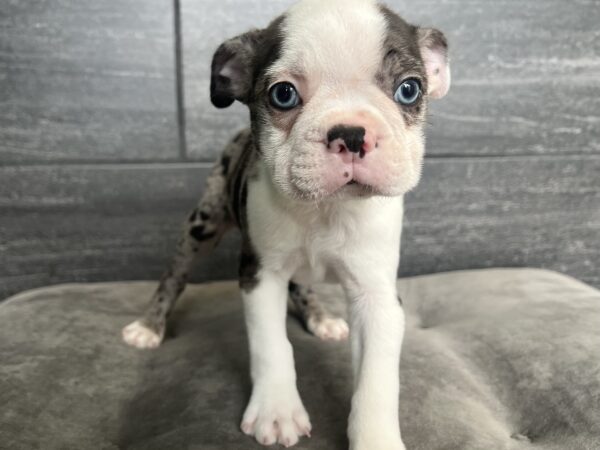 [#251729-02]  - Blue Merle / White M Boston Terrier Puppies for Sale