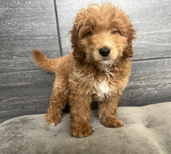 [#251528-01]  - Red M Goldendoodle Mini 2nd Gen Puppies for Sale