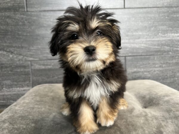 [#M06255]  - Black and Tan F La-chon Puppies for Sale
