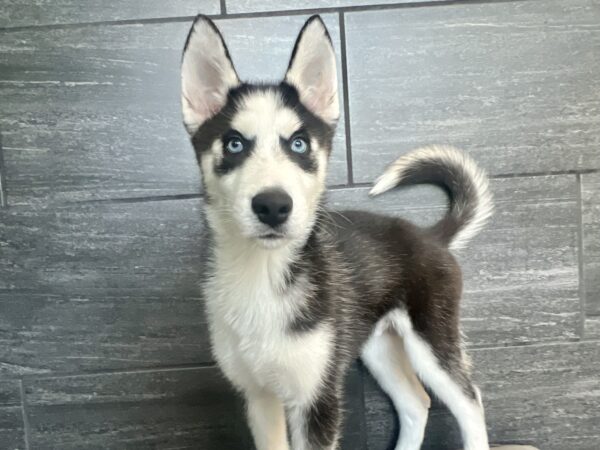 [#M06097]  - Black and White M Siberian Husky Puppies for Sale