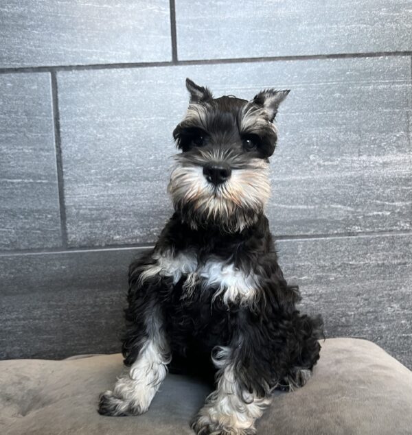 [#251211-01]  - Salt / Pepper M Miniature Schnauzer Puppies for Sale