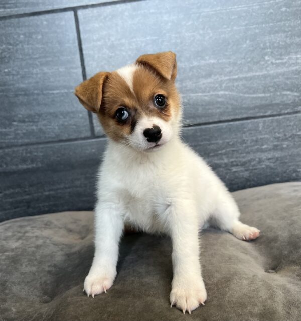 [#M06758]  - Red and White M Jack-A-Ranian Puppies for Sale