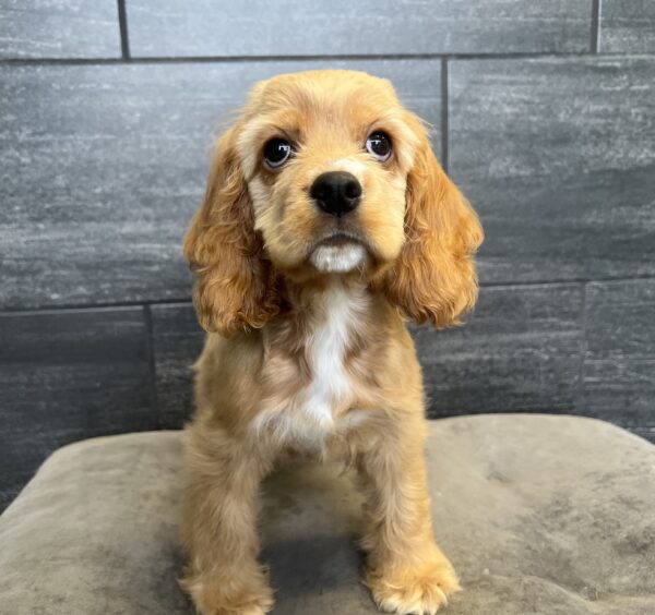 [#M06270]  - Red F Cocker Spaniel Puppies for Sale
