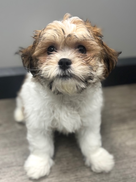 [#251283-03]  - Brown / White M Teddy Bear Puppies for Sale