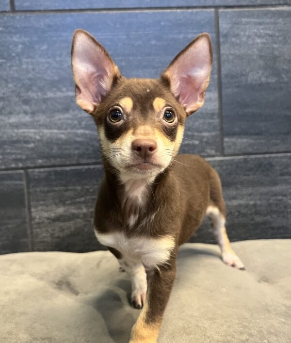 [#25533-03]  - Chocolate / Tan M Chihuahua Puppies for Sale