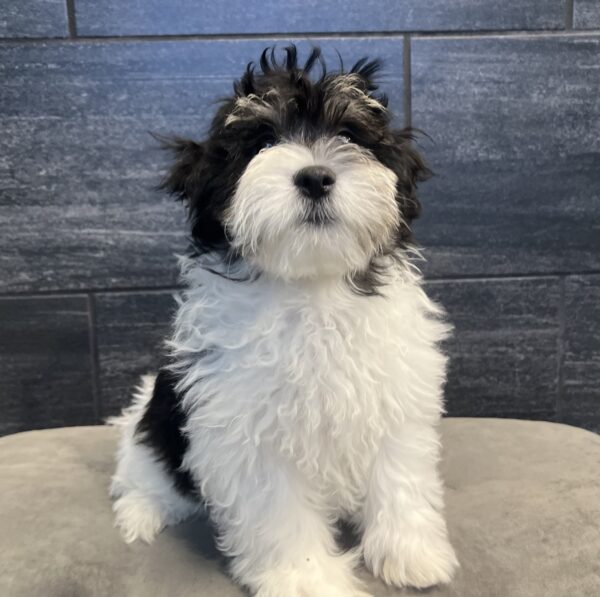 [#M06260]  - Black and Tan F La-chon Puppies for Sale