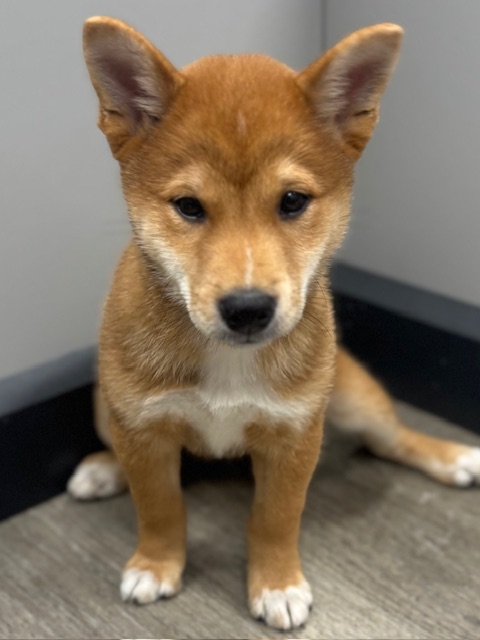 [#251449-01]  - Red Sesame M Shiba Inu Puppies for Sale