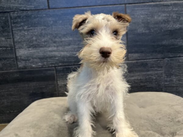 [#M06648]  - Red Merle M Confetti Schnauzer Puppies for Sale
