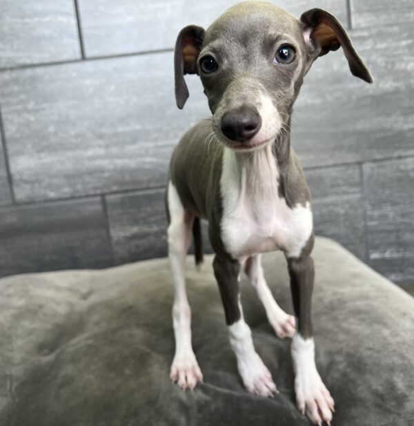 [#M06802]  - Blue F Italian Greyhound Puppies for Sale