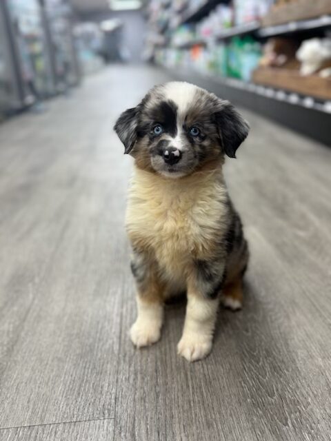 [#251667-06]  - Blue Merle F Miniature Australian Shepherd Puppies for Sale