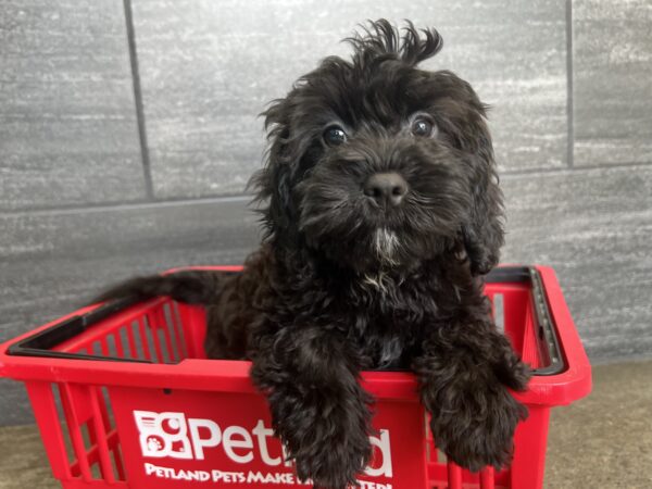 [#M06635]  - Black F Cavapoo Puppies for Sale