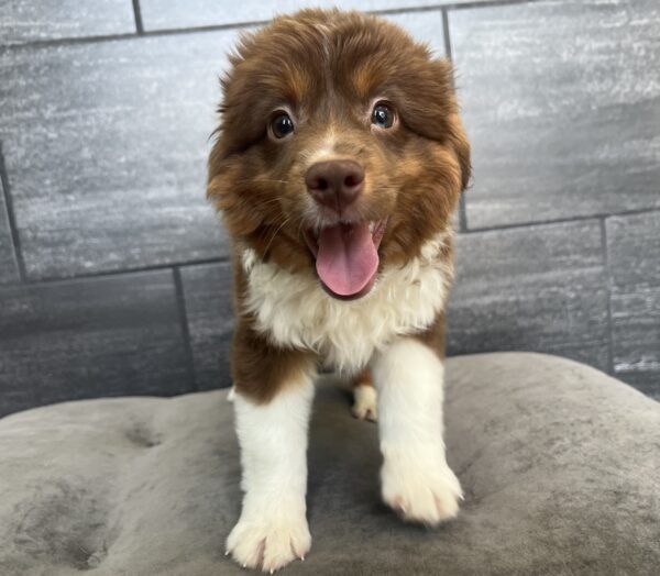 [#25538-01]  - Red M Miniature Australian Shepherd Puppies for Sale