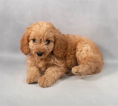 [#M06008]  - Red F Cavapoo Puppies for Sale