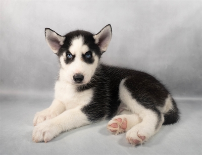 [#M06097]  - Black and White M Siberian Husky Puppies for Sale