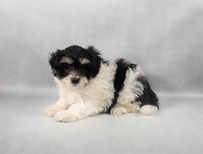 [#M06260]  - Black and Tan F La-chon Puppies for Sale