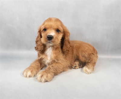 [#M06270]  - Red F Cocker Spaniel Puppies for Sale
