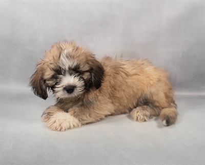 [#M06552]  - Golden M Lhasa Apso Puppies for Sale
