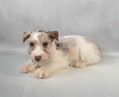 [#M06648]  - Red Merle M Confetti Schnauzer Puppies for Sale