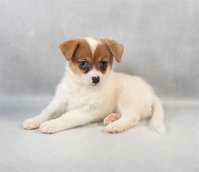 [#M06758]  - Red and White M Jack-A-Ranian Puppies for Sale