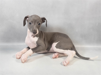 [#M06802]  - Blue F Italian Greyhound Puppies for Sale