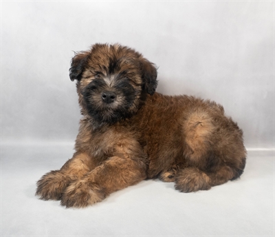 [#M06806]  - Wheaten M Soft Coated Wheaten Terrier Puppies for Sale