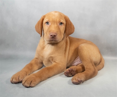 [#M06932]  - Yellow M Labrador Retriever Puppies for Sale