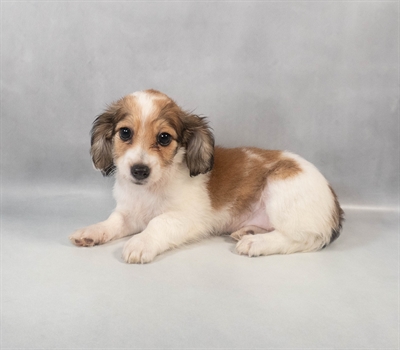 [#M07237]  - Red and White F Chiweenie Puppies for Sale