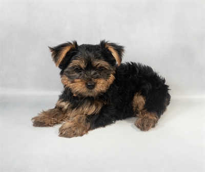 [#M07765]  - Black and Tan M Yorkshire Terrier Puppies for Sale