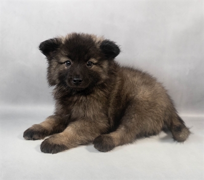 [#M08084]  - Grey Silver and Black M Keeshond Puppies for Sale