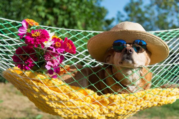 Pup POV: A Puppy’s Day in the Summer Spotlight