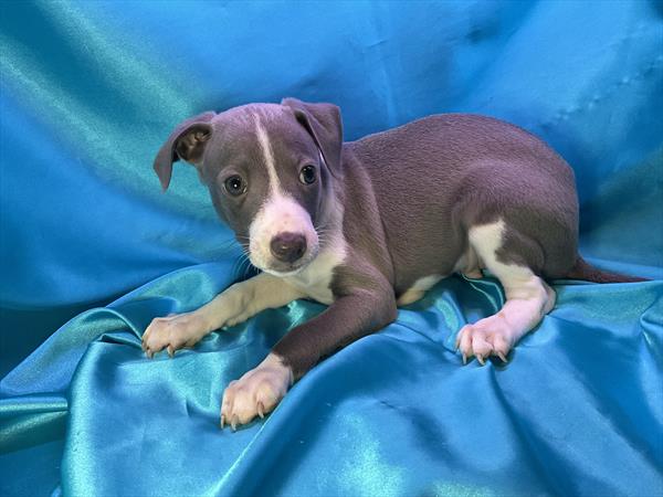 [#25545-01]  - Blue / White M Italian Greyhound Puppies for Sale