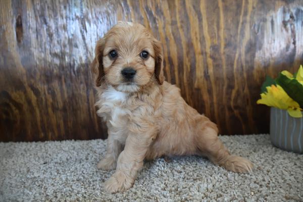 [#251825-05]  - Red M Cavapoo Puppies for Sale