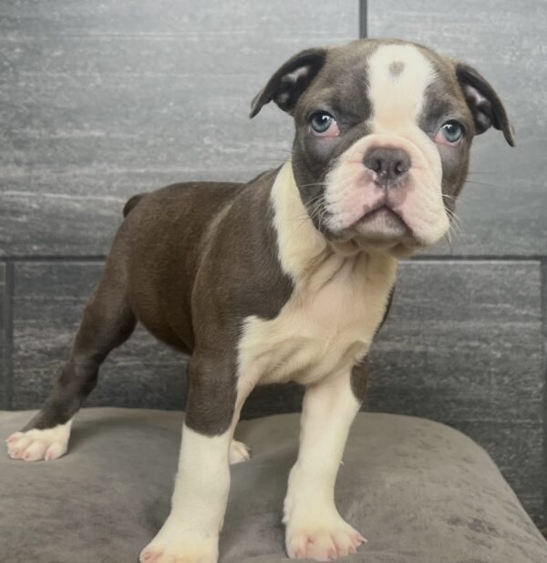 [#251956-02]  - Black / White M Boston Bulldog Puppies for Sale