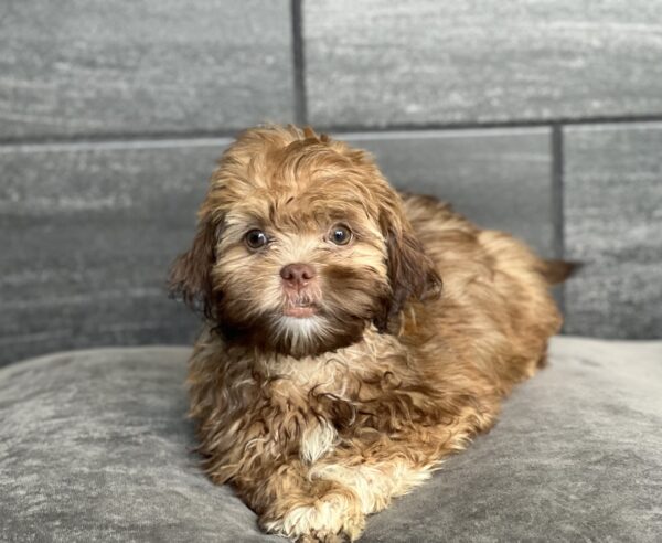 [#251837-01]  - Chocolate / White M Havatzu Puppies for Sale