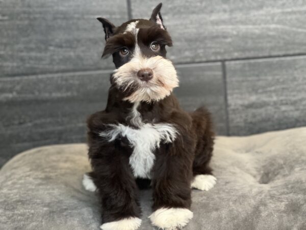 [#251465-05]  - Chocolate / White F Miniature Schnauzer Puppies for Sale