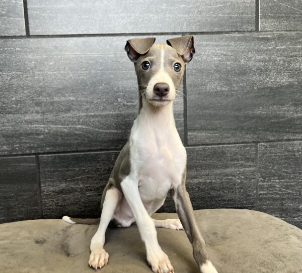 [#25545-01]  - Blue / White M Italian Greyhound Puppies for Sale